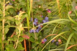 Minnesota blueberries