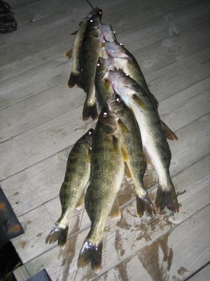 Limit of Walleyes