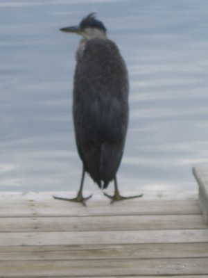 Pelican Lake Heron