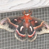 Secropia Moth