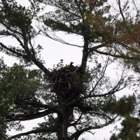 Pelican Lake Bald Eagle Nest Orr, MN